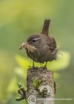 Wren 1