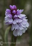 Spotted orchid