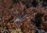 Common prawn on red seaweed