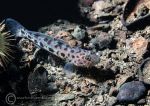 Leopard spotted goby