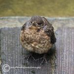 Blackbird fledgling 3