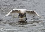 Mute swan take off 1