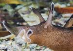 Sea hare