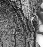 Tree Creeper b&w