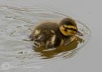  Duckling