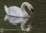 Mute Swan