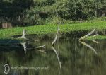 Green reflections - Hulse's Island