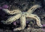 Spiny starfish