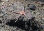 Sand brittlestars