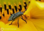 Green shield bug