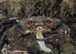 velvet swimming crab