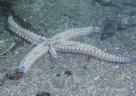 Spiny starfish