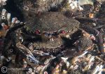 Velvet swimming crabs