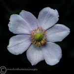 Japanese Anemone 