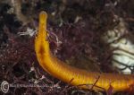 Snake Pipefish