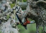 Greater-spotted Woodpecker