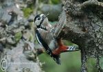 Greater-spotted Woodpecker