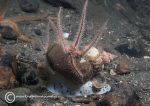 Brittlestar on Whelk