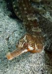 Greater pipefish