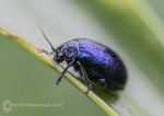 Leaf beetle