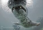 Grey seal pup - close-up