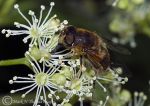 leaf-cutter bee