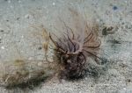 Tube anemone
