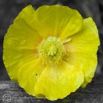 Yellow Poppy 