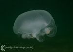 Criccieth jellyfish
