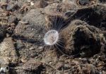 Tube anemone