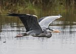 Heron in Flight 3