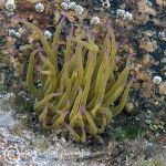 Snakelocks anemone