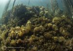 Anchor Bay seaweeds 3