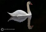 Mute swan