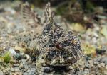 Long-spined scorpionfish