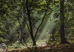 Sunbeams in Marbury