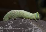 Hawkmoth caterpillar