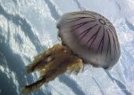 Compass jellyfish - Aughrus