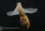 Akera bullata, a bubble-shell seaslug