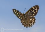 Speckled Wood Butterfly 2