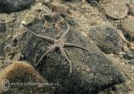 Sand brittle star