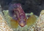 Corkwing wrasse