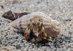 Hermit Crab - whelk shell