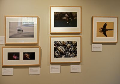 BWPA exhibition - mussels