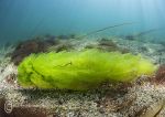 Sea lettuce