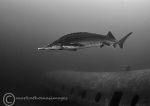 Sturgeon b&w