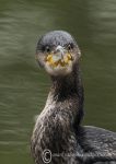 Cormorant