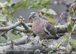 Pigeon - fledgling