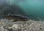 Brown trout - Capernwray 2