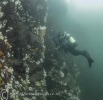 Farne Island wall - diver & DMFs